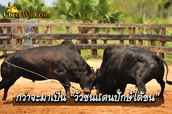 กว่าจะมาเป็น “วัวชนแดนปักษ์ใต้”