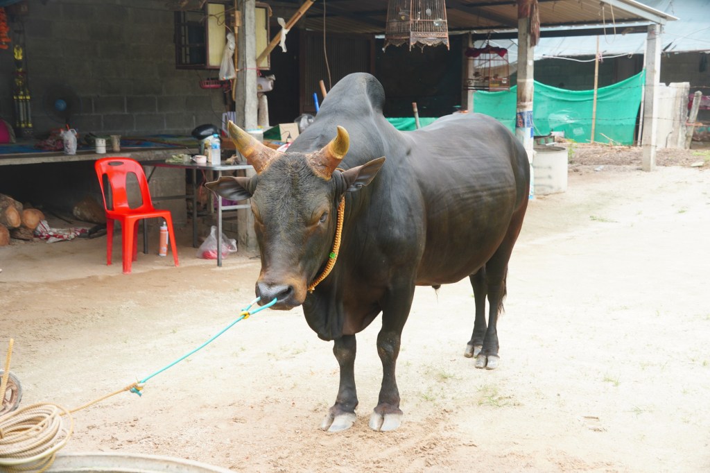 ชื่อและลักษณะ วัว